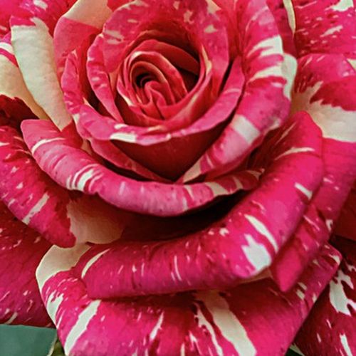 Rosa Abracadabra ® - trandafir cu parfum discret - Trandafir copac cu trunchi înalt - cu flori în buchet - roșu și alb - W. Kordes & Sons - coroană tufiș - ,-